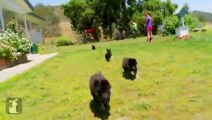 Fluffy German Shepherd Puppies Run Like Heroes - Puppy Love