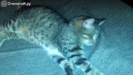 Коту снится что-то динамичное