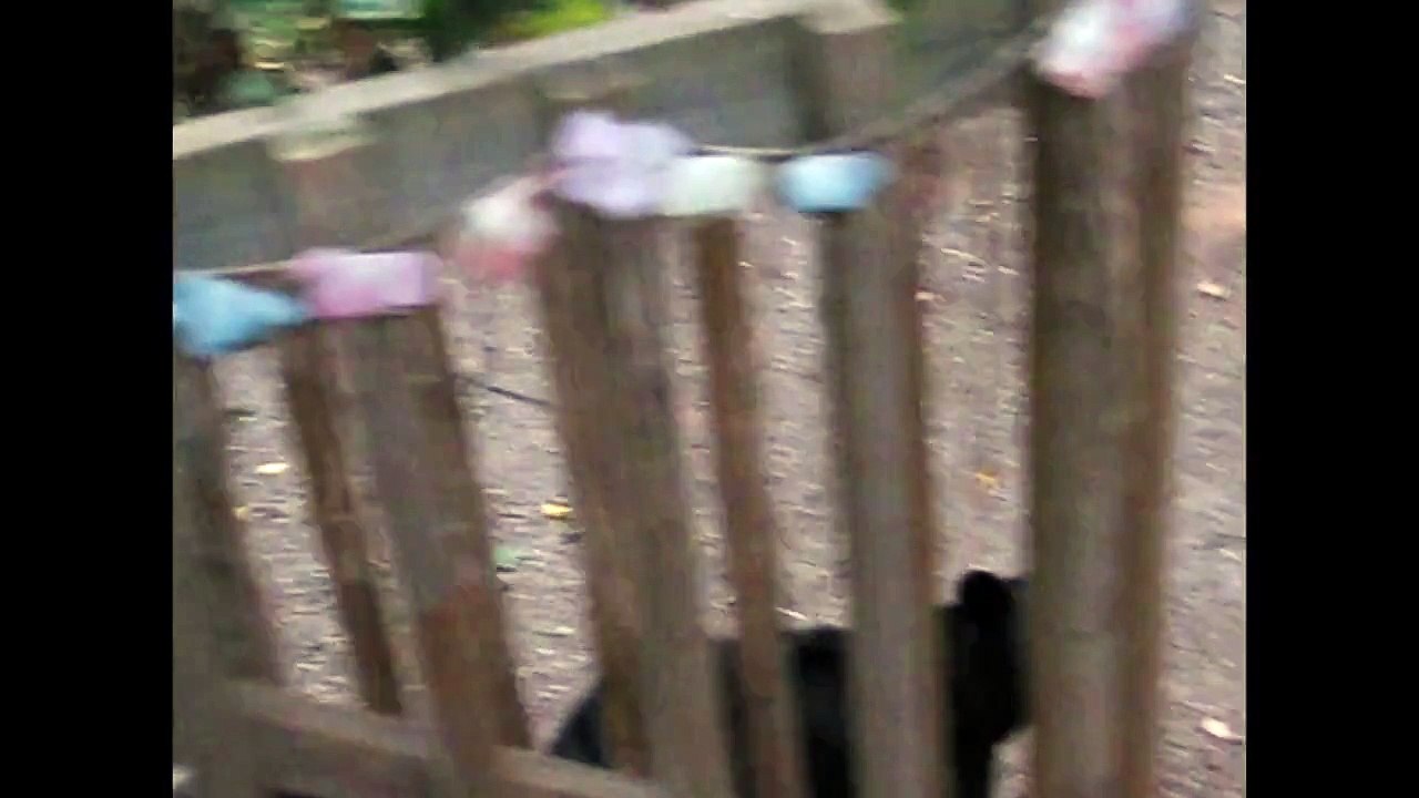 Bear attempts to take on a cat