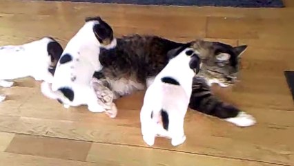 4 Puppies Annoy a Cat With Their Friendship