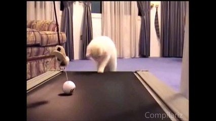 Funny Cats-The Ultimate Cats On Treadmills Supercut