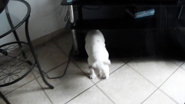 Liberty little bee, chiot bulldog anglais femelle âgée de 8 semaines