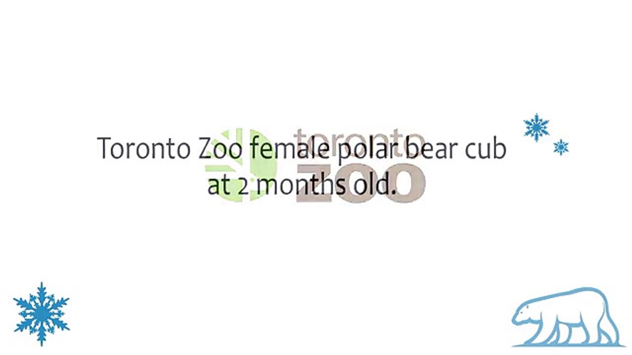 Toronto Zoo Female Polar Bear Cub at 2 Months Old