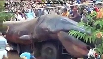 Worm-Like Creature founded in Nepal –