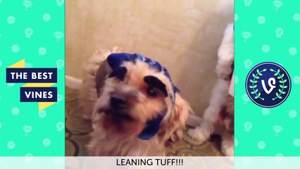 NEW Best Vines of 2014   FUNNIEST Dinky Vine Compilation