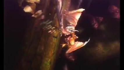 Monster Hunter 4 Concept en HobbyNews.es