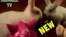 Lindo conejo del animal doméstico ver a sí misma en el espejo para la primera vez