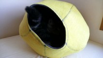 黄色いねこベッドとまるとはな。- Yellow cat bed and Maru&Hana.-