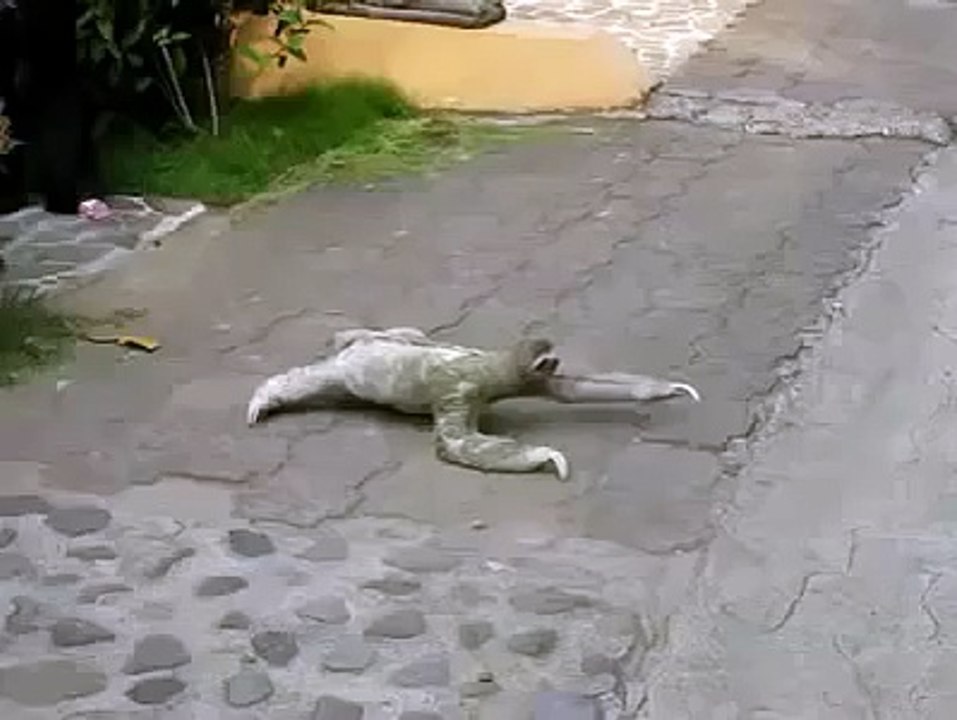 Strange animal cross the road‬