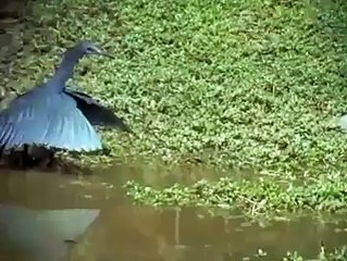 مچھلیاں پکڑنے کا نیا طریقہ دیکھیں.