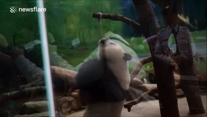 Giant panda plays 'energetically' at Taipei Zoo