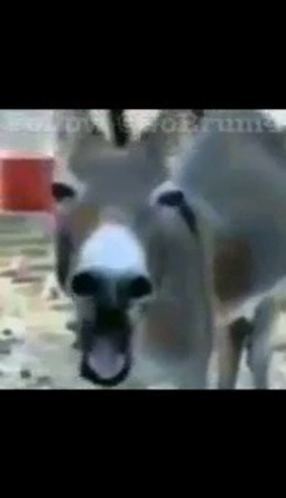 funnyclip