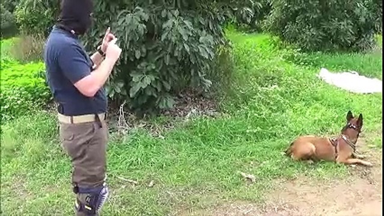 Démonstration de la brigade canine de la police istraélienne