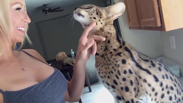 Toi aussi tu veux ton câlin... Hein!