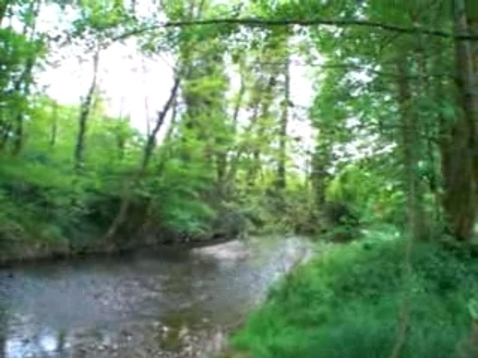 Roanne renaison oiseaux qui chantent