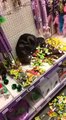 Un chat dans un magasin de jouets, aux anges