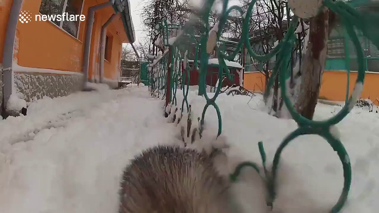 Ferret seems incredibly happy to be playing in the snow