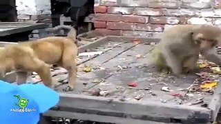 very funny Monkey Play With Puppy...Try Not To Laugh