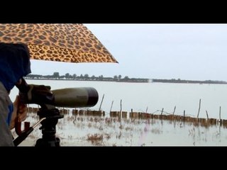 Report TV - Inventarizimi i shpendëve ujorë në Parkun Kombëtar Divjakë- Karavasta