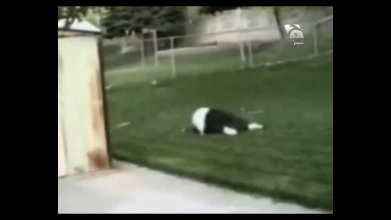 Funny Video in Punjabi 43 Tezabi Totay