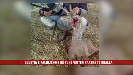 GJUETIA E PALIGJSHME NË PUKË VRITEN KAFSHË TË RRALLA