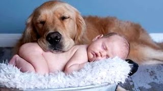 Migliore Di Gatti Divertenti, E i Cani Amano i Bambini Compilazione 2022-2023