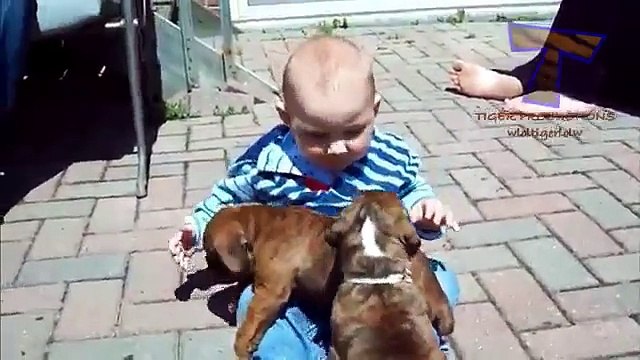 Funny babies annoying dogs - Cute dog & baby compilation