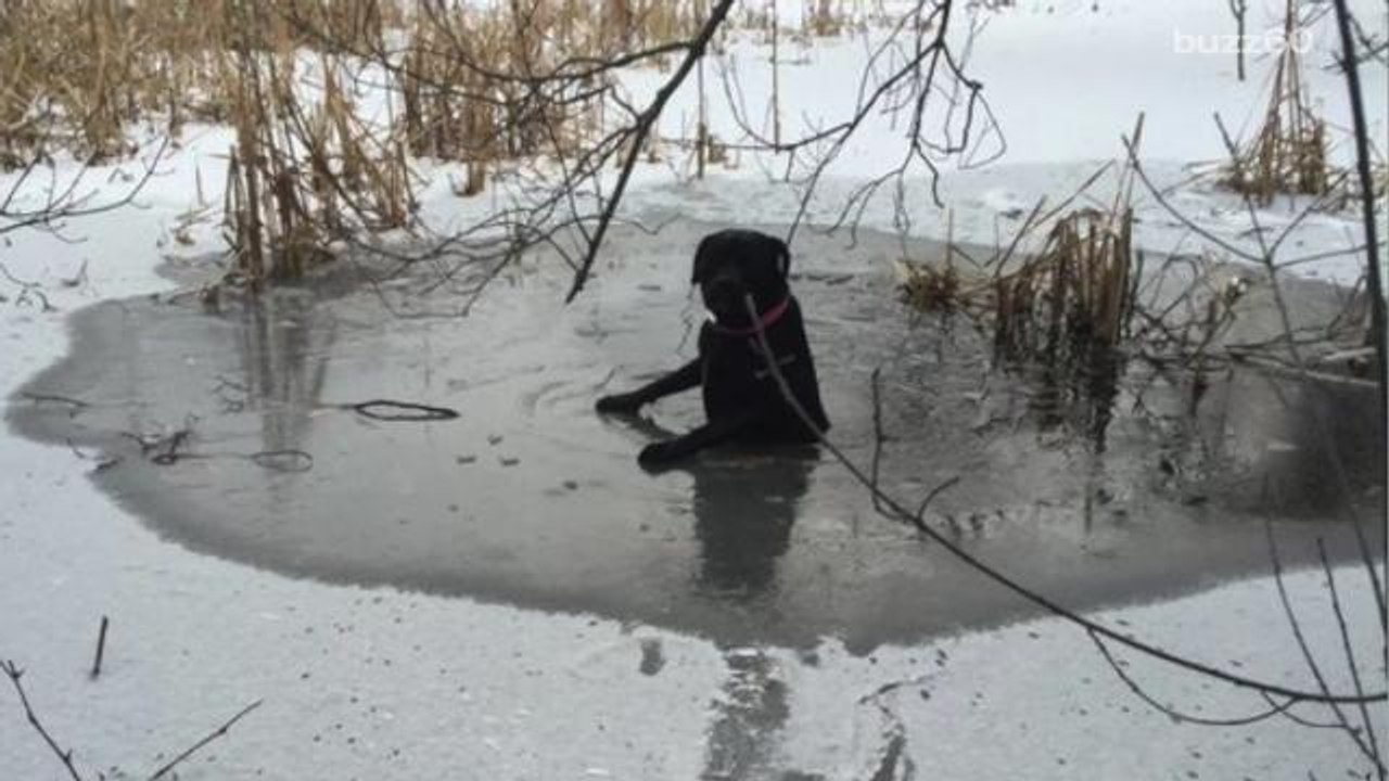 Dog stuck in ice rescued by firefighters