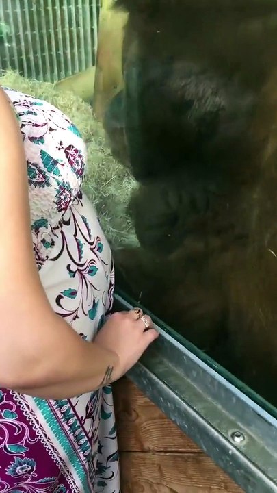 Pregnant lady puts her belly on the glass, so cute, what happened next