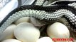 кобра откладывает яйца - посмотри как змея рожает - Snake Breed Mating And Laying Eggs