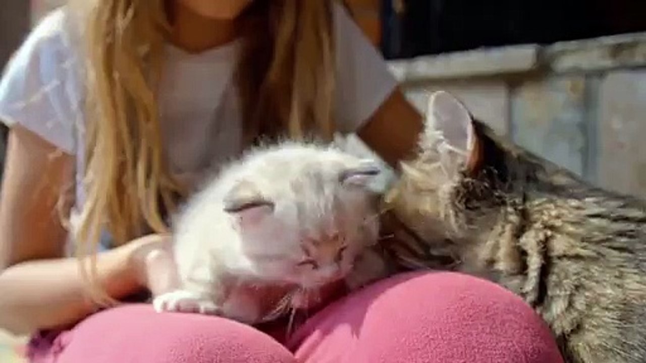 Funny Crazy BIG CAT SOUNDS!