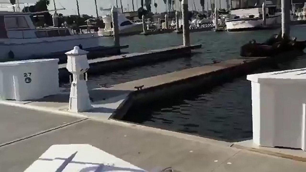 PIES ROBI PORZĄDEK NA MOLO