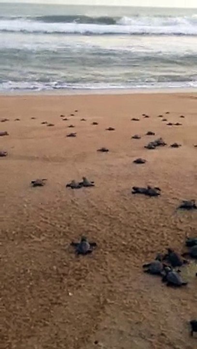Soltura de tartarugas na Praia de Carapebus, na Serra