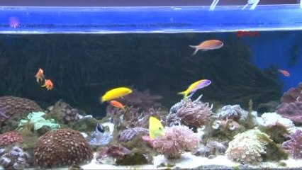 Dudak Uçuklatan "Evinizdeki Okyanus" Tasarımları