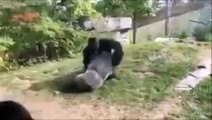 Baston entre deux gorilles dans un zoo