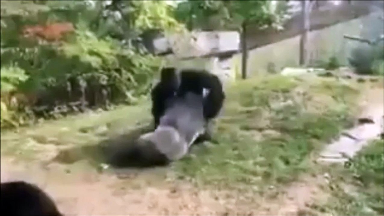 Baston entre deux gorilles dans un zoo
