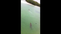 SHOCKING MOMENT_ Crocodile Chases Swimming Tourist in Mexico _ VIDEO