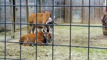 Comment se gratter l'oreille quand on a pas de bras - Animal intelligent