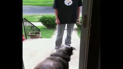 Ce chien attend qu"on lui ouvre la porte.. qui est dejà ouverte...