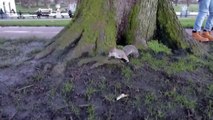 353 - Lo scoiattolo di Peter Pan nel parco di Kensington Gardens (Londra)