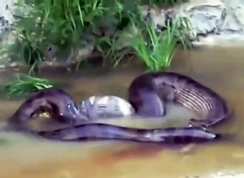 COBRA COLOCANDO A COMIDA PARA FORA