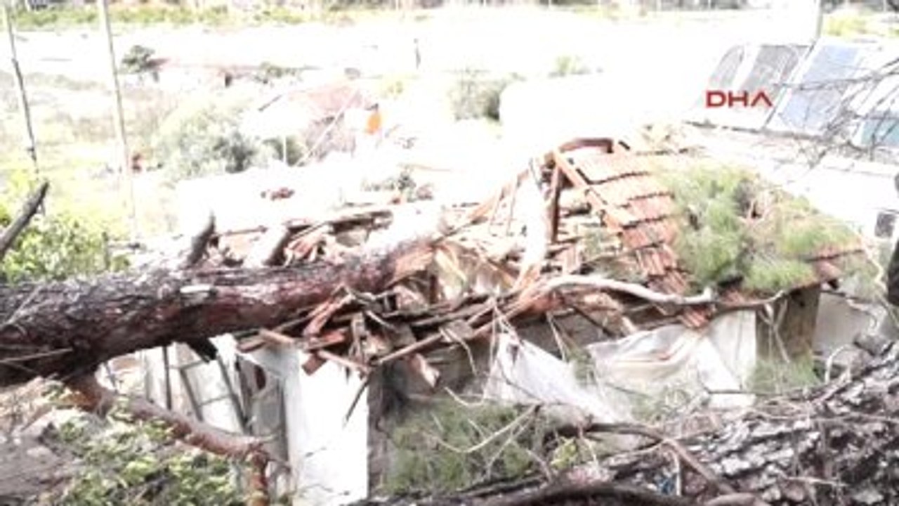 Finike Ağaç Evin Üzerine Devrildi