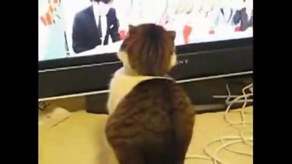 funny cats,funny cat videos,funny animals,funny video,cats funny,funny videos,funny cat