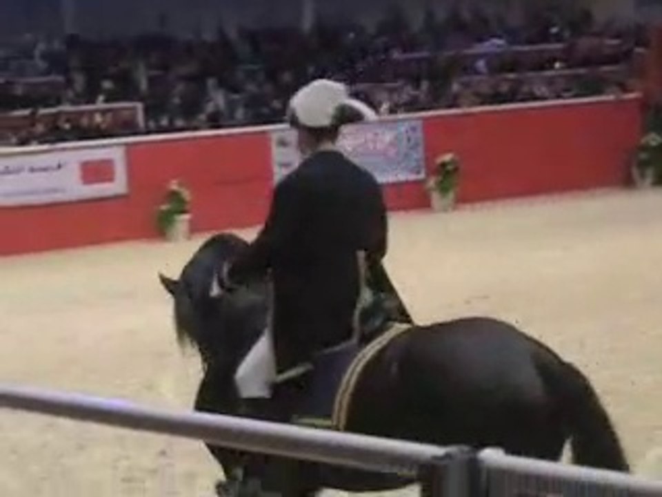 ELOI DU PERCHE du Haras du Graffard en 2008 Salon du Cheval à Paris Souvenirs