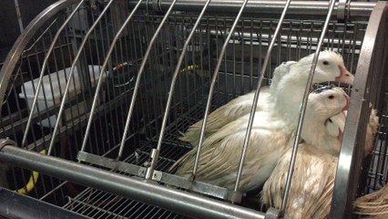 Des canards en cours de gavage, une image qui sera bientôt rare en Dordogne