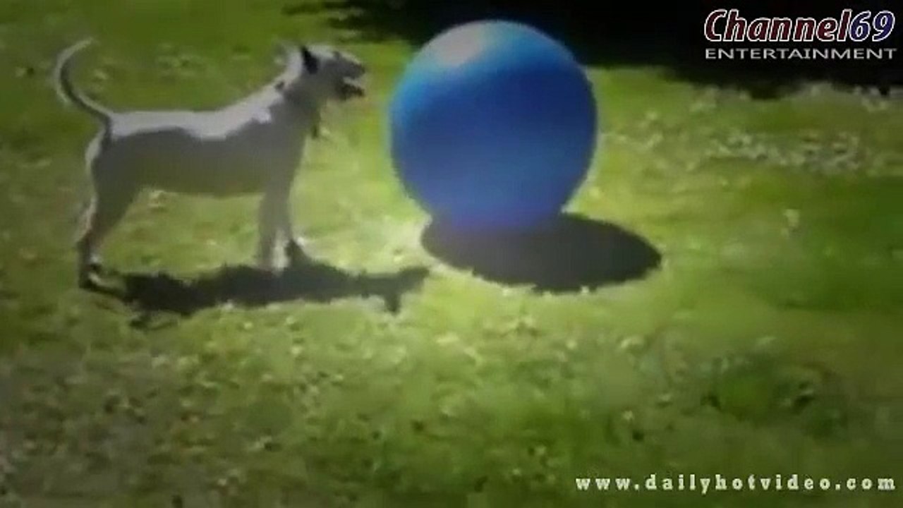 A Funny Dog Video 2016 Dogs Make You Laugh Out Loud Episode 2016 2