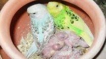 Awesome - Newborn baby of Australian Parrots