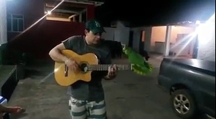 Ce que fait ce perroquet quand son maître joue de la guitare est hallucinan