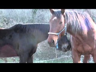 Harlem Shake   Equestrian Style with lots of real horses  **So Funny**