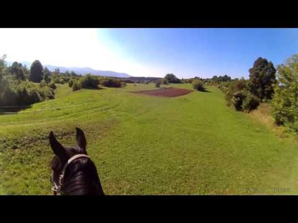 ᴴ ᴰ Caballos Boca el Farting   Funny Horses Haz tu Humor Noises de Boca